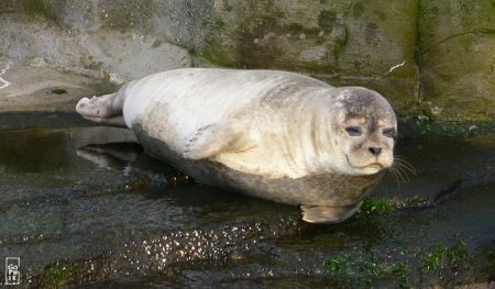 Common seal - Phoque veau marin