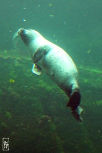 Common seal - Phoque veau marin