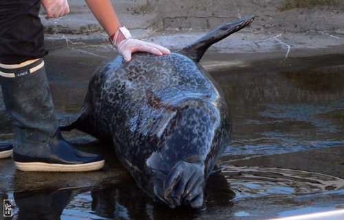 Common seal - Phoque veau marin