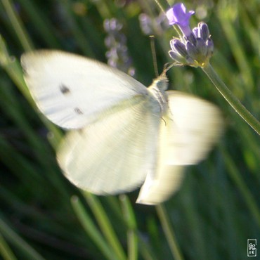 Cabbage white - Piéride du chou