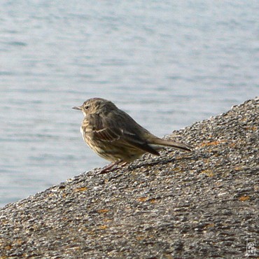 Meadow pipit - Pipit farlouse