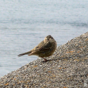 Meadow pipit - Pipit farlouse