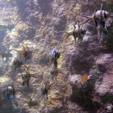 Banggai cardinalfish - Pterapogon