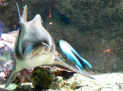 Bullhead shark - Requin dormeur