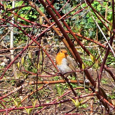 Robin - Rouge-gorge