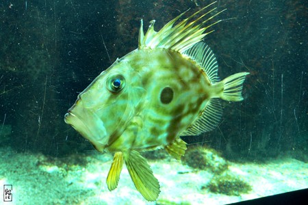 John dory - Saint pierre