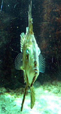 John dory - Saint pierre