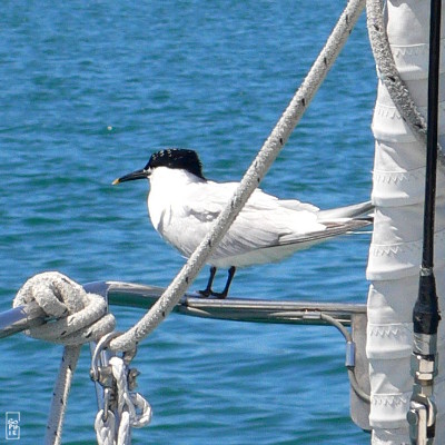 Sandwich tern on a boat - Sterne caugek sur un bateau