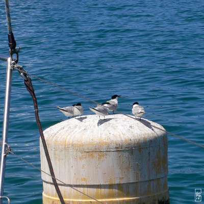 Sandwich terns - Sternes caugek