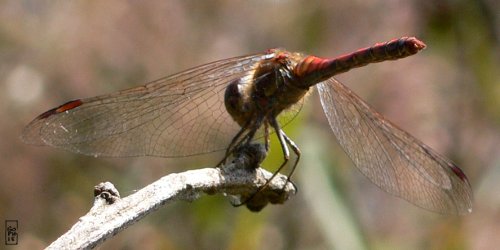 Vagrant darter dragonfly - Libellule sympétrum commun