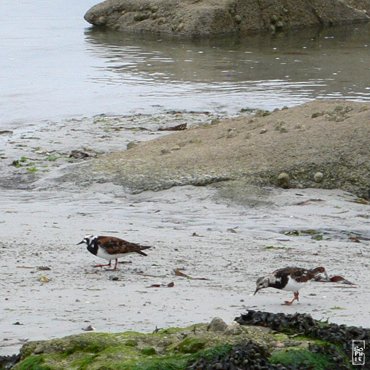 Ruddy turnstones - Tournepierre à collier