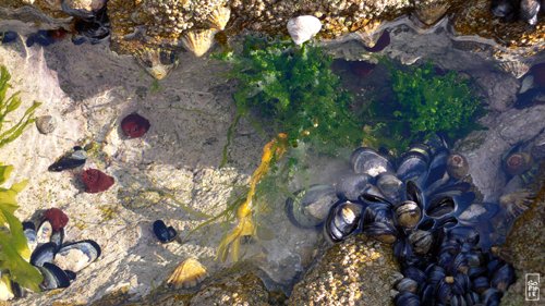 Tide pool - Trou d’eau