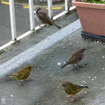 Greenfinches - Verdiers