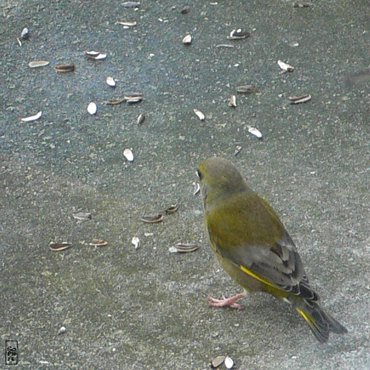 Greenfinches - Verdiers