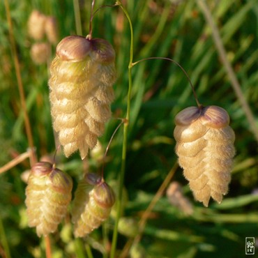 Quaking grass - Brize