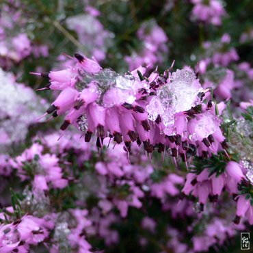 Heather under snow - Bruyère sous la neige