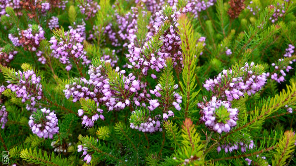 Raindrops on heather - Gouttes d’eau sur la bruyère