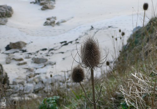 Teasel - Cardère