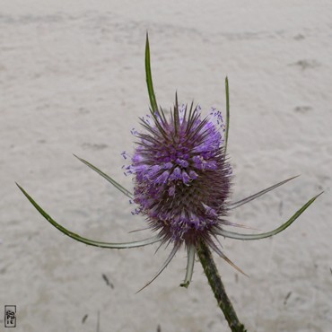 Teasel - Cardère