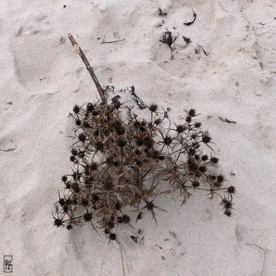 Dried-up thistle - Chardon séché