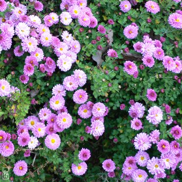 Pink chrysanthemum - Chrysanthèmes roses