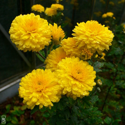 Raindrops on chrysanthemum - Gouttes d’eau sur les chrysanthèmes