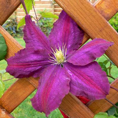 Mauve clematis on a lattice - Clématite mauve sur un treillis