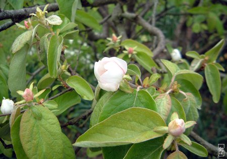 Quince tree flowers - Fleurs de coing