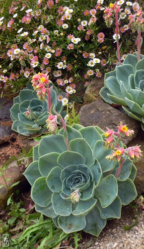 Echeveria