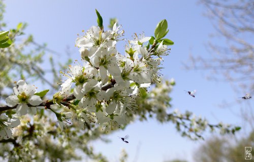 White flowers and small flies - Fleurs blanches et petites mouches