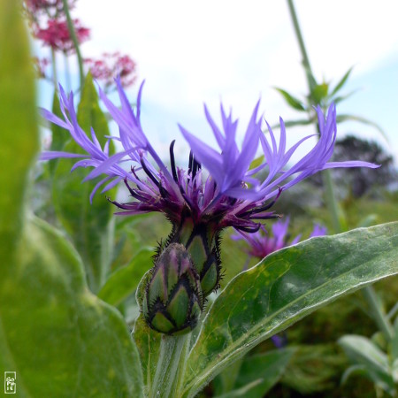 Thistle in a park - Chardon dans un parc