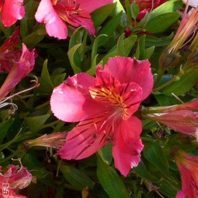 Red flowers - Fleurs rouges