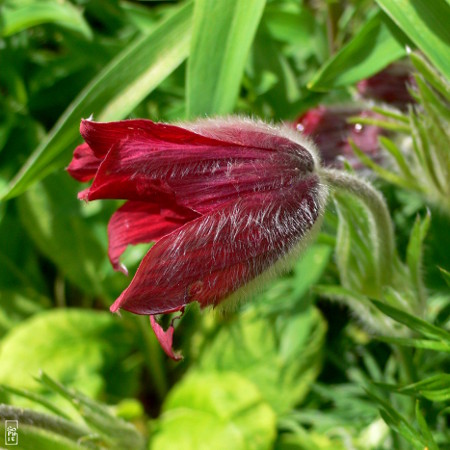 Closed red flower - Fleur rouge fermée