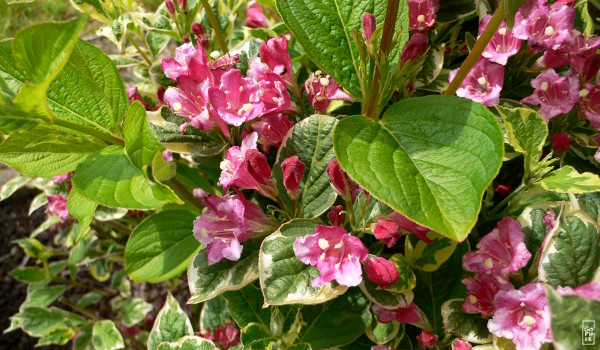 Red flowers in bloom - Fleurs rouges