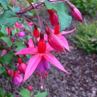 Fuschias