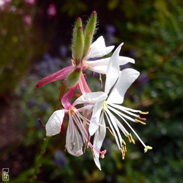 Gaura