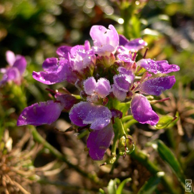 Frosty mauve flowers - Fleurs mauves gelées