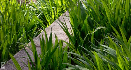 Grass in the sun - Herbe au soleil