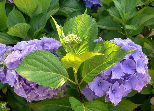 Blue hydrangeas - Hortensias bleus