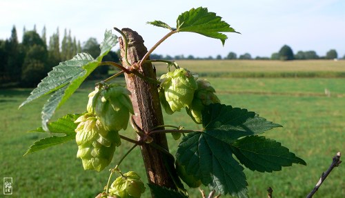 Hop in bloom - Houblon en fleurs