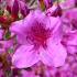 Azaleas in bloom