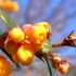 Berberis