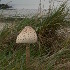 Champignon du bord de mer