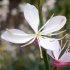 Gaura