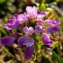 Fleurs gelées