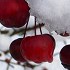 Malus sous la neige