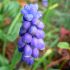 Muscari