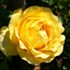 Rose jaune