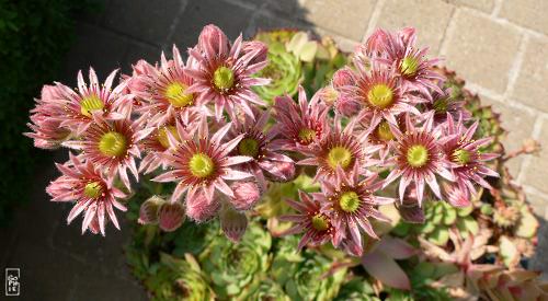 Houseleek in bloom - Joubarbe en fleur