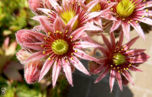 Houseleek in bloom - Joubarbe en fleur